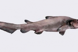 Najnevjerojatnije, neobične i užasne ribe na svijetu Najnevjerojatnije, neobične i užasne ribe na svijetu